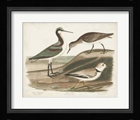 Waterbird Trio III Framed Print