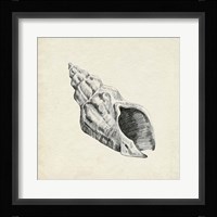 Seashell Pencil Sketch II Framed Print