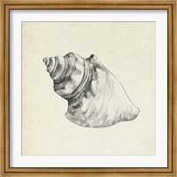 Seashell Pencil Sketch IV Fine Art Print