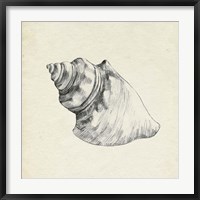 Seashell Pencil Sketch IV Fine Art Print