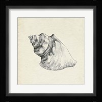 Seashell Pencil Sketch IV Framed Print