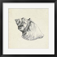 Seashell Pencil Sketch IV Framed Print