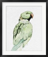 Bright Parrot Portrait II Fine Art Print