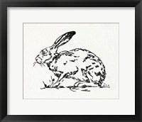 Resting Hare I Fine Art Print