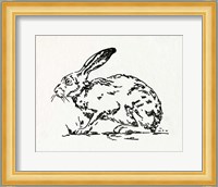 Resting Hare I Fine Art Print