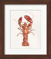 Salty Lobster II Fine Art Print