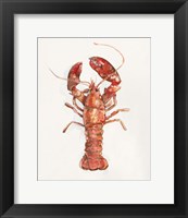 Salty Lobster II Fine Art Print