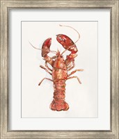 Salty Lobster II Fine Art Print