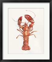 Salty Lobster II Framed Print