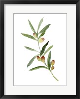 Sweet Olive Branch I Fine Art Print