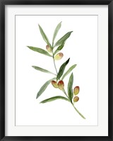 Sweet Olive Branch I Fine Art Print