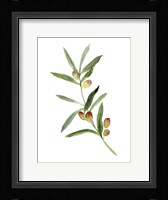 Sweet Olive Branch I Fine Art Print