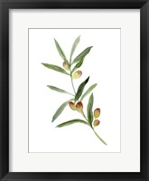 Sweet Olive Branch I Framed Print