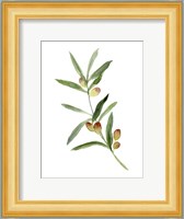 Sweet Olive Branch I Fine Art Print