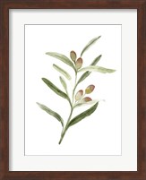 Sweet Olive Branch II Fine Art Print