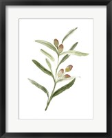 Sweet Olive Branch II Fine Art Print