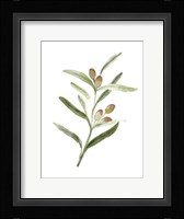Sweet Olive Branch II Framed Print