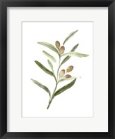 Sweet Olive Branch II Framed Print