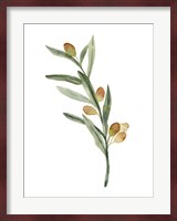 Sweet Olive Branch III Fine Art Print