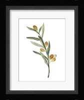 Sweet Olive Branch III Framed Print