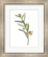 Sweet Olive Branch III Fine Art Print