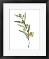 Sweet Olive Branch III Framed Print