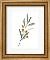 Sweet Olive Branch IV Fine Art Print