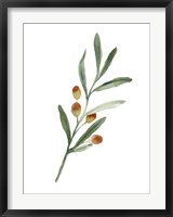 Sweet Olive Branch IV Fine Art Print