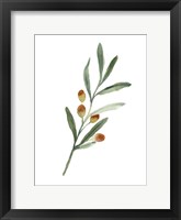 Sweet Olive Branch IV Framed Print