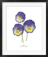 Pressed Violas I Fine Art Print
