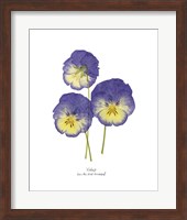 Pressed Violas I Fine Art Print
