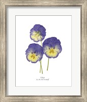 Pressed Violas I Fine Art Print