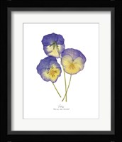 Pressed Violas II Framed Print