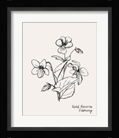 Annual Flowers II Framed Print