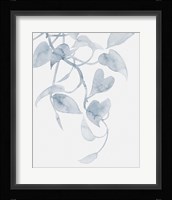 Pothos Penumbra I Framed Print