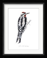 Watercolor Woodpecker I Framed Print