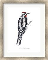 Watercolor Woodpecker I Fine Art Print