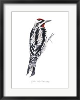 Watercolor Woodpecker I Fine Art Print