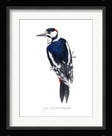 Watercolor Woodpecker II Framed Print