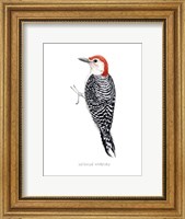 Watercolor Woodpecker III Fine Art Print