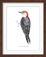 Watercolor Woodpecker III Fine Art Print