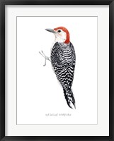 Watercolor Woodpecker III Framed Print