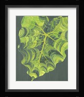 Elephant Ears II Framed Print
