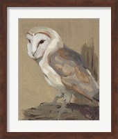 Common Barn Owl Portrait II Fine Art Print