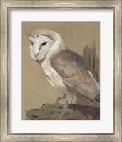 Common Barn Owl Portrait II Fine Art Print