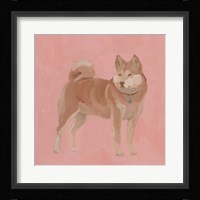 Shiba Inu I Framed Print