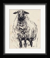 Charcoal Sheep I Framed Print