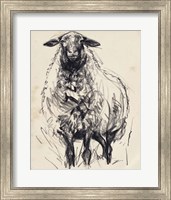 Charcoal Sheep I Fine Art Print