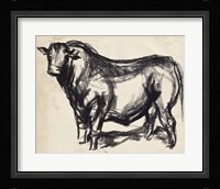 Black Angus II Framed Print