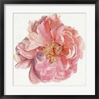 Blossomed Peony I Fine Art Print